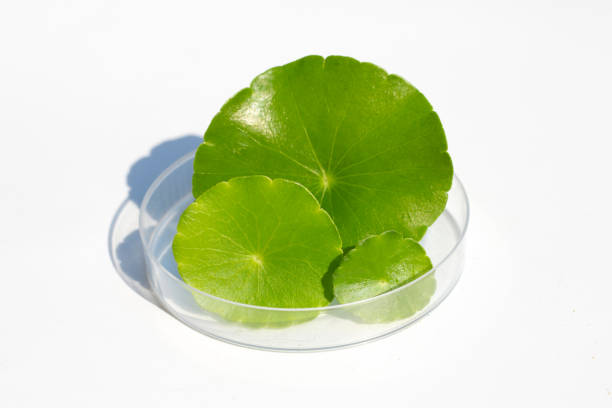 istock Fresh green centella asiatica leaves in petri dish on white background. 1385572676