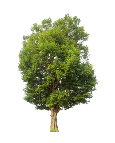 istock Trees that are isolated on a white background are suitable for both printing and web pages 1385575878