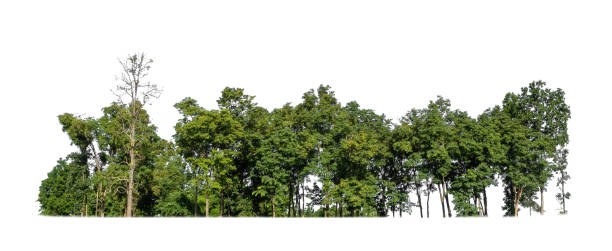 Green Trees isolated on white background. are Forest and foliage in summer for both printing and web pages stock photo