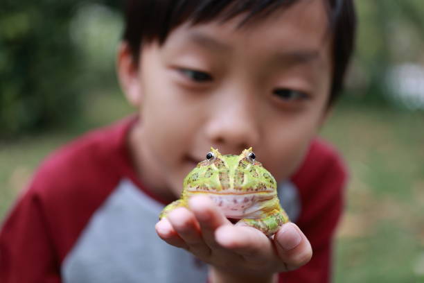 istock Asia boy Holding Frog 1385575943