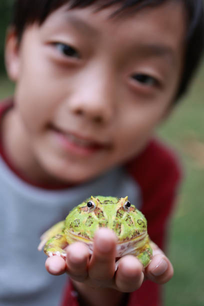 istock Asia boy Holding Frog 1385575944