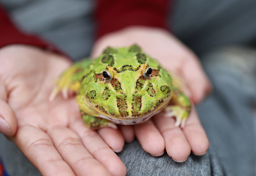 A small frog on a child's arm .