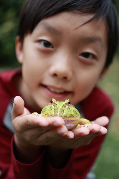 istock Asia boy Holding Frog 1385575964