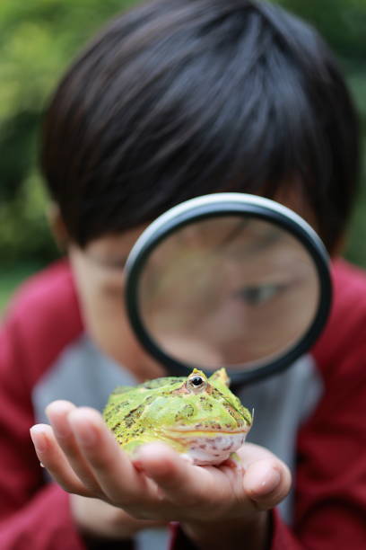 istock Asia boy Holding Frog 1385575971