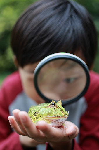 Asia boy Holding Frog