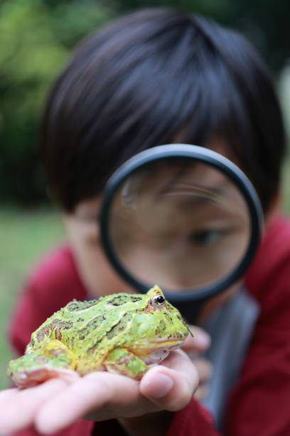istock Asia boy Holding Frog 1385575973
