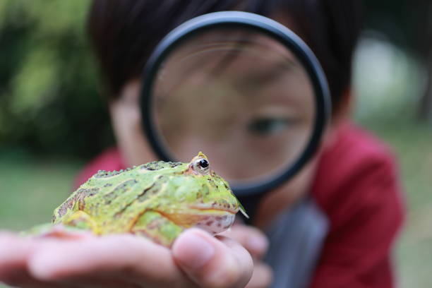 istock Asia boy Holding Frog 1385575976
