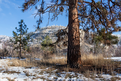 Ponderosa pine tree on a winter day in the mountains at Vaseux Lake in the Okanagan Valley in British Columbia, Canada