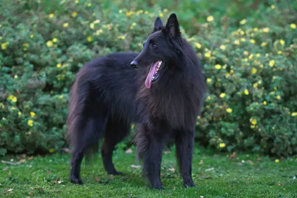 Cute Belgian Shepherd dog Groenendael posing outdoors on sunset standing on a green grass in summer