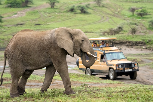 Safari Vehicle with tourists watching a large bull elephant. Tanzania, Africa