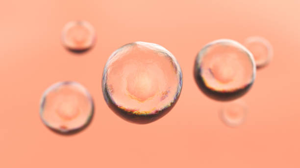 Embryonic Stem Cell Human embryonic stem cells animal embryo photos stock pictures, royalty-free photos & images