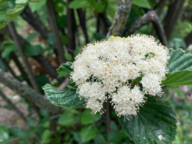 Arrowwood Viburnum in Bloom, Closeup