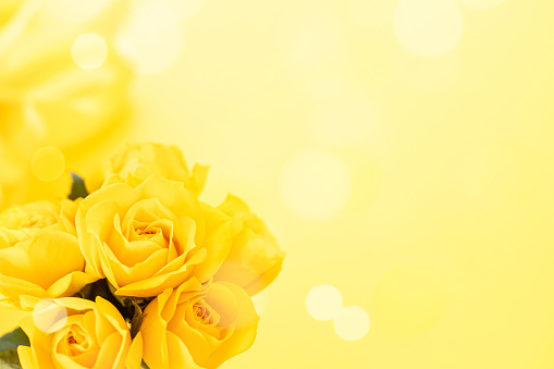 A bouquet of yellow roses. Flower background.
