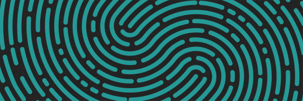 ilustrações de stock, clip art, desenhos animados e ícones de background fingerprint, print, banner identification - fingerprint thumbprint track human finger