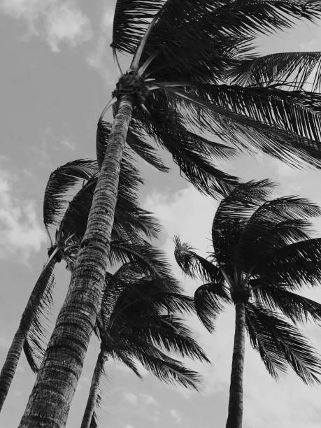 istock Miami Beach Palm Trees, in black and white 1385594426