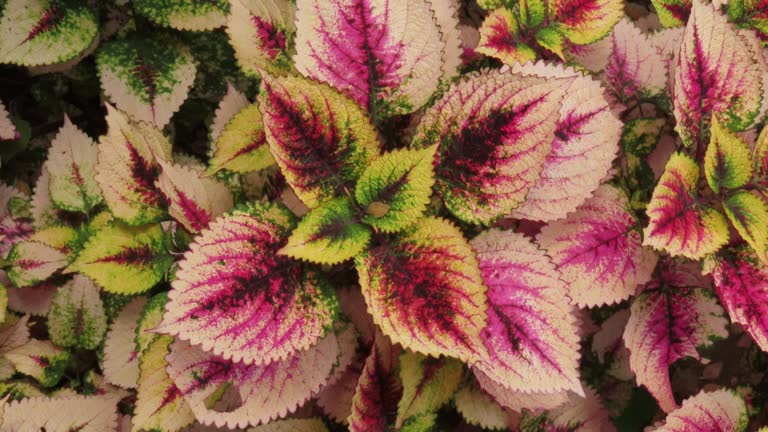 Coleus in garden