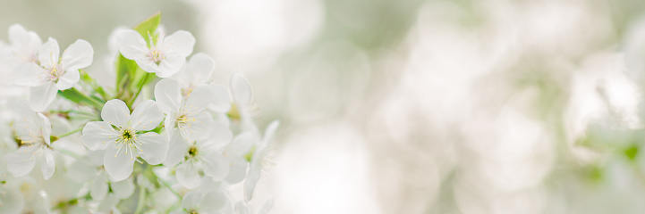Delicate Beauty: White Lilacs Blossoming Against a Soft, Dreamy Setting