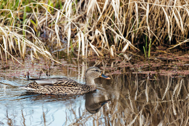 Female Mallard Duck swimming through a pond