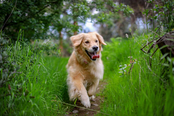 istock Golden retriever 1385600858