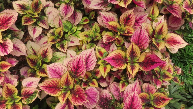 Coleus in garden