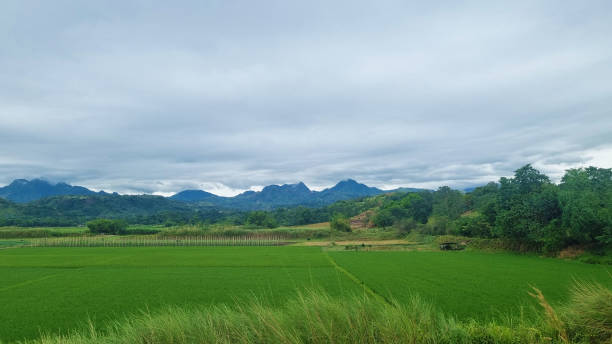 Rice field and mountain view at Zambales Rice field and mountain view at Zambales zambales province photos stock pictures, royalty-free photos & images