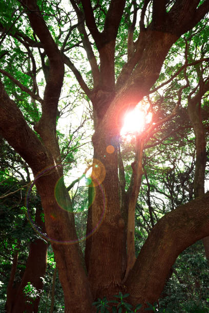 istock Sunlight through the trees in dark forest with lens flare 1385605164