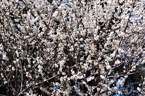 Plum blossoms in full bloom background.