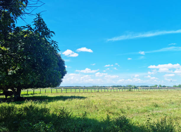 istock Farmland with tree and cow in Tarlac 1385605276