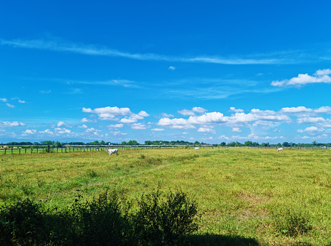Farmland, grass and cow in Tarlac