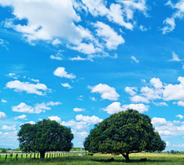 istock Farmland and two big trees in Tarlac 1385605278
