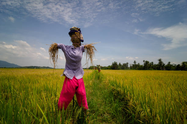 istock Scarecrow in Malays costume 1385609400