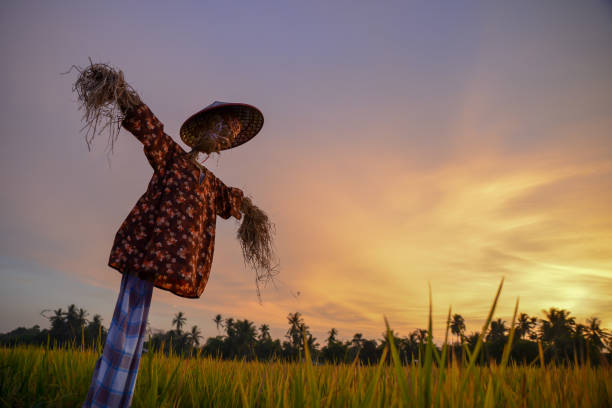 Traditional Malays cloth scare crows in sunset hour.