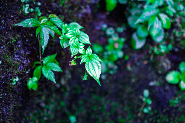 Moss on the side of the mountain road