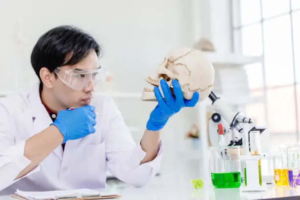 Photo of Scientist Physical anthropology in biological science lab studying human bone looking wonder at the skull to study age of ancient head