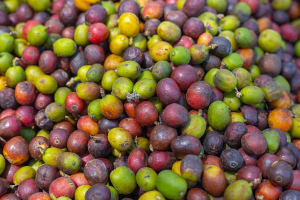 istock Arabican Coffee Bean ripe seed. Robusta coffee bean crop closeup. 1385612249
