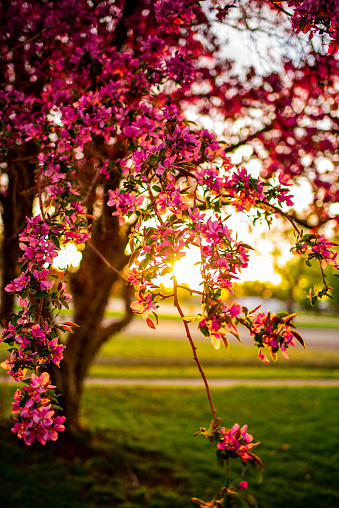 Crab apple tree blossoms at sunset.