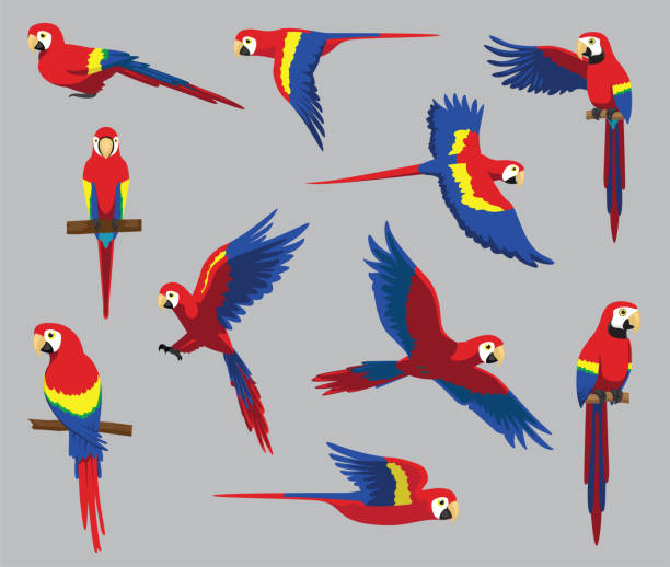 cartoon scarlet macaw cute various poses cartoon vector illustration - 金剛鸚鵡 幅插畫檔、美工圖案、卡通及圖標