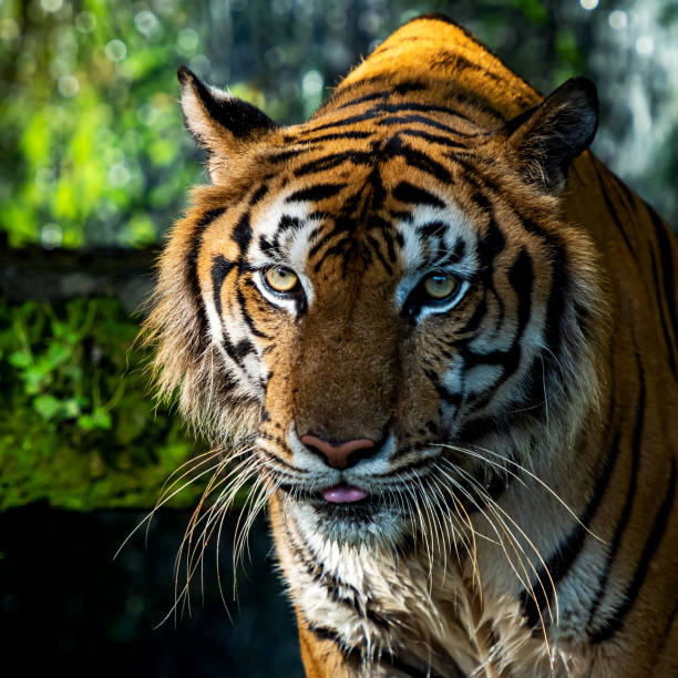 自然界のトラの写真 - tiger roaring danger power ストックフォトと画像