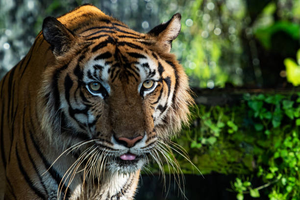 自然界のトラの写真 - tiger roaring danger power ストックフォトと画像
