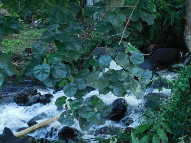 istock rocks in the shallow stream 1385621129