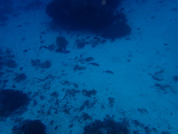 istock Underwater World in Jaco island 1385621847