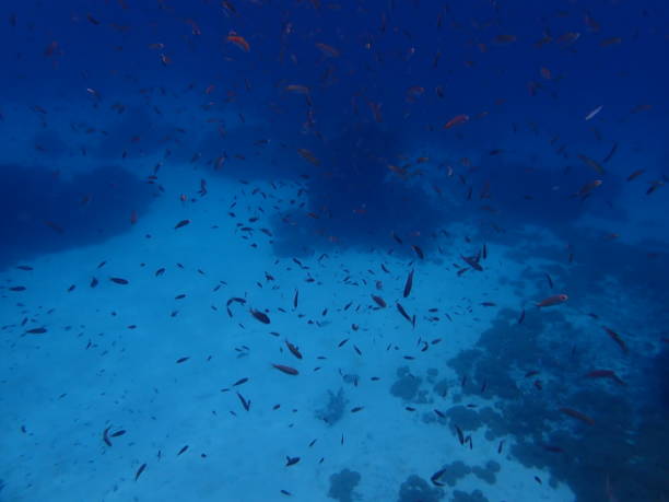 istock Underwater World in Jaco island 1385621916