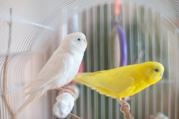 istock Beautiful colored parrots in a cage at home. 1385621923