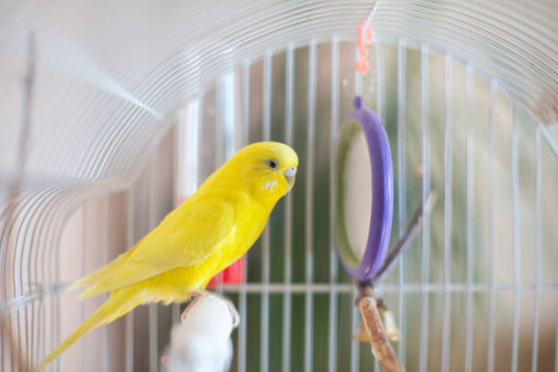 istock Beautiful colored parrots in a cage at home. 1385621924