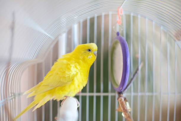 istock Beautiful colored parrots in a cage at home. 1385621926