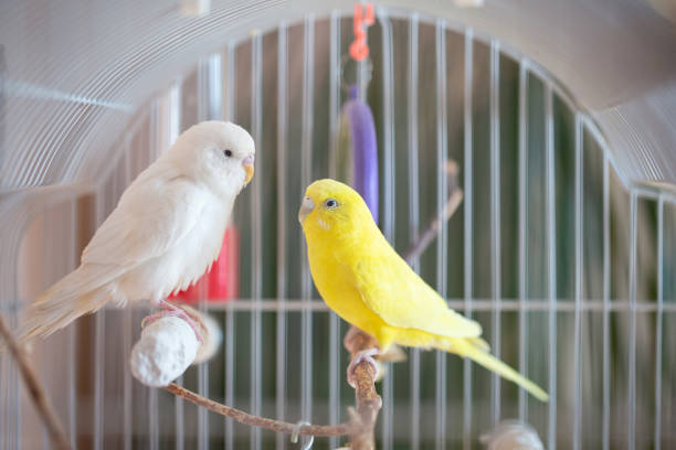 istock Beautiful colored parrots in a cage at home. 1385622095