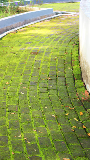 green mossy path in a city park with bricks and cement stock photo