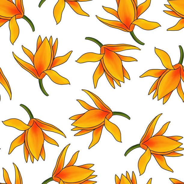seamless pattern with flowers of Magnolia champaca seamless pattern with drawing flowers of Magnolia champaca at white background, hand drawn illustration champak stock illustrations