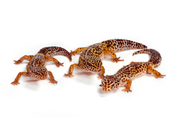 Three geckos on a white background. Three spotted geckos on a white background. Great isolate. plastination photos stock pictures, royalty-free photos & images