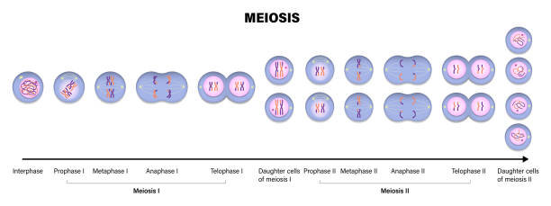 illustrations, cliparts, dessins animés et icônes de méiose. division méiotique d’une cellule animale. prophase, métaphase, anaphase et télophase. - mitosis